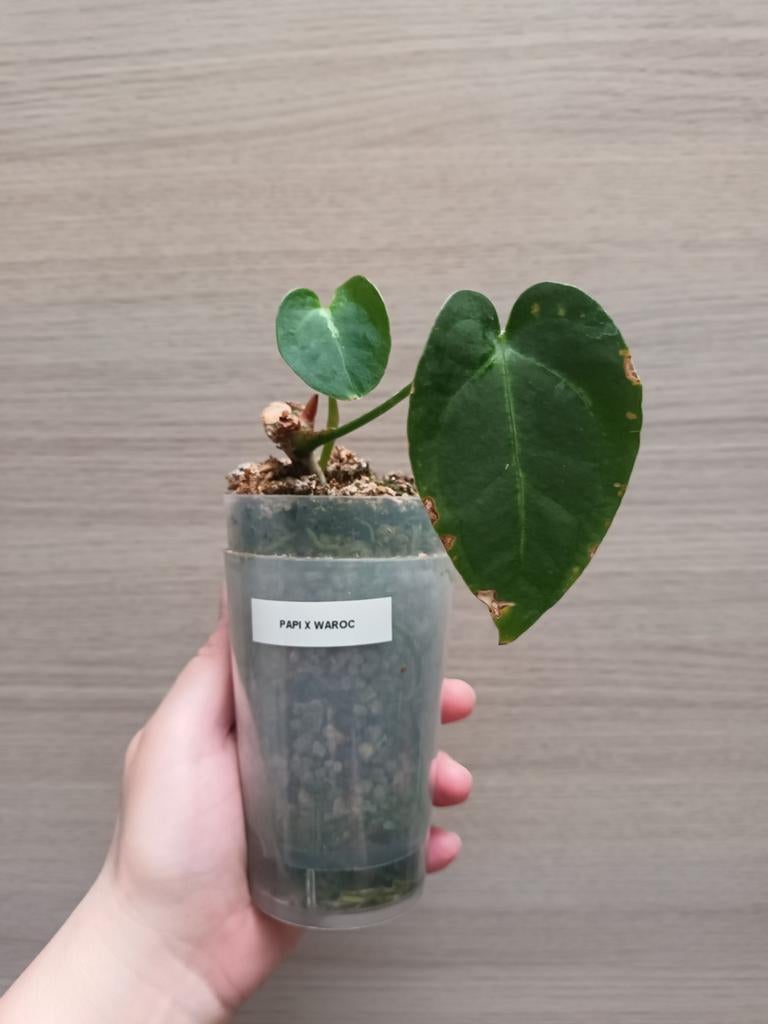 Anthurium papillilaminum x warocqueanum, Ophalen of Verzenden