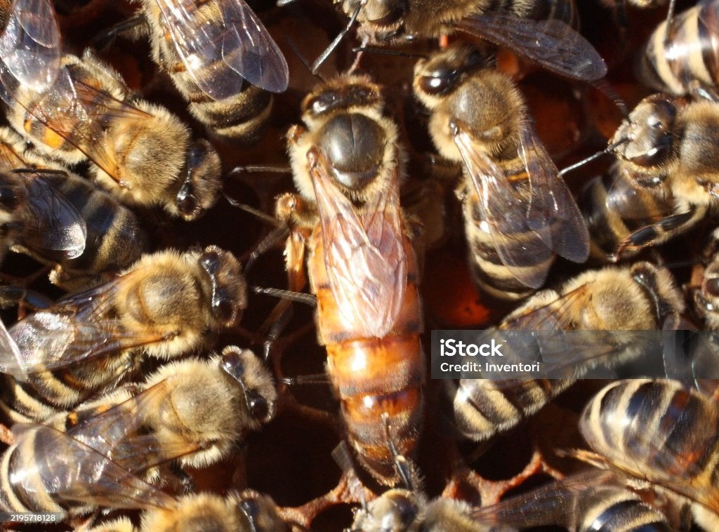 Vends reines buckfast F1 lignées vsh, Dieren en Toebehoren, Insecten en Spinnen