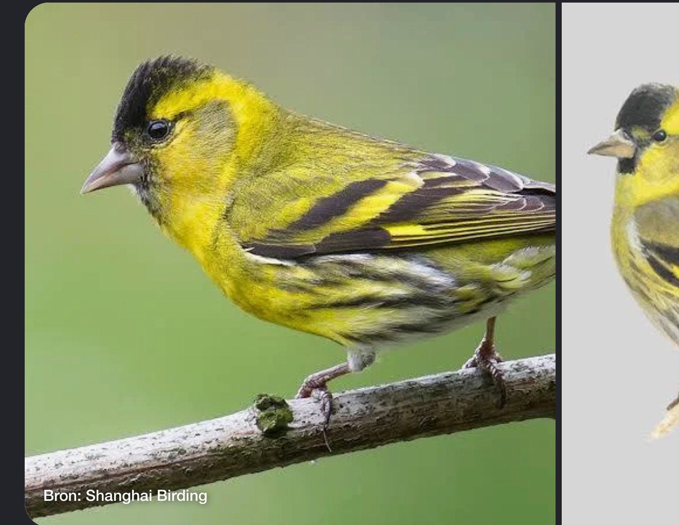 Ik zoek 2 sijs popjes