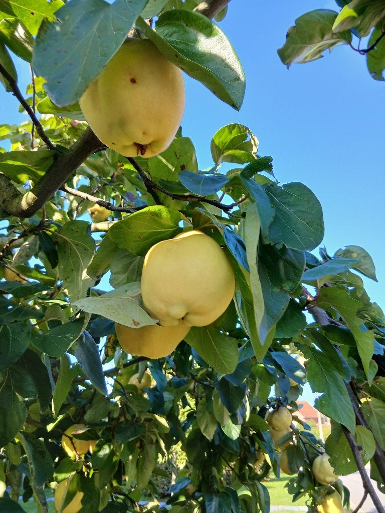 de vrais gros et beaux coings biologiques, Enlèvement