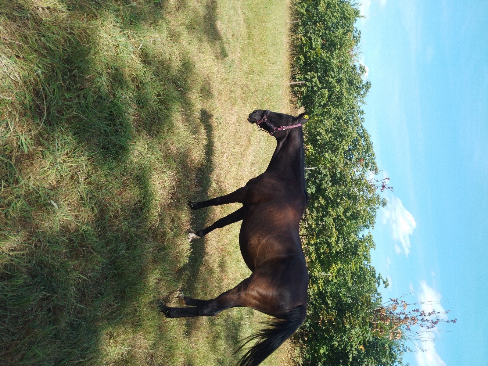 merrie te koop, Cheval de dressage, 11 ans ou plus, Avec pedigree, 160 à 165 cm