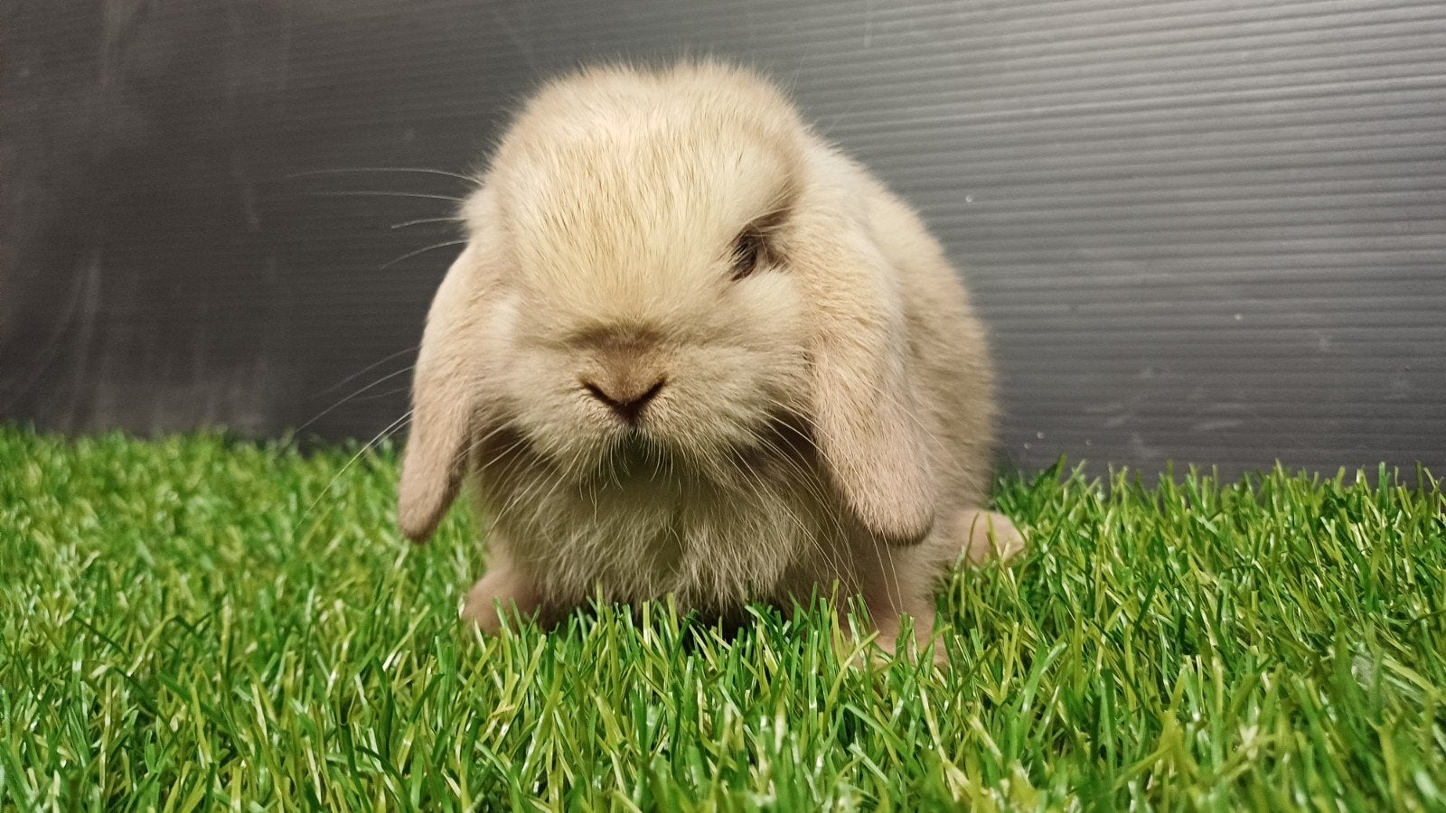 Zindelijke handtamme mannelijke minilop konijnen jong, Animaux & Accessoires, Lapins, Nain, Mâle, 0 à 2 ans, Oreilles tombantes