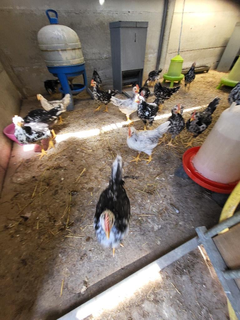 Ancona kuikens, Plusieurs animaux, Poule ou poulet