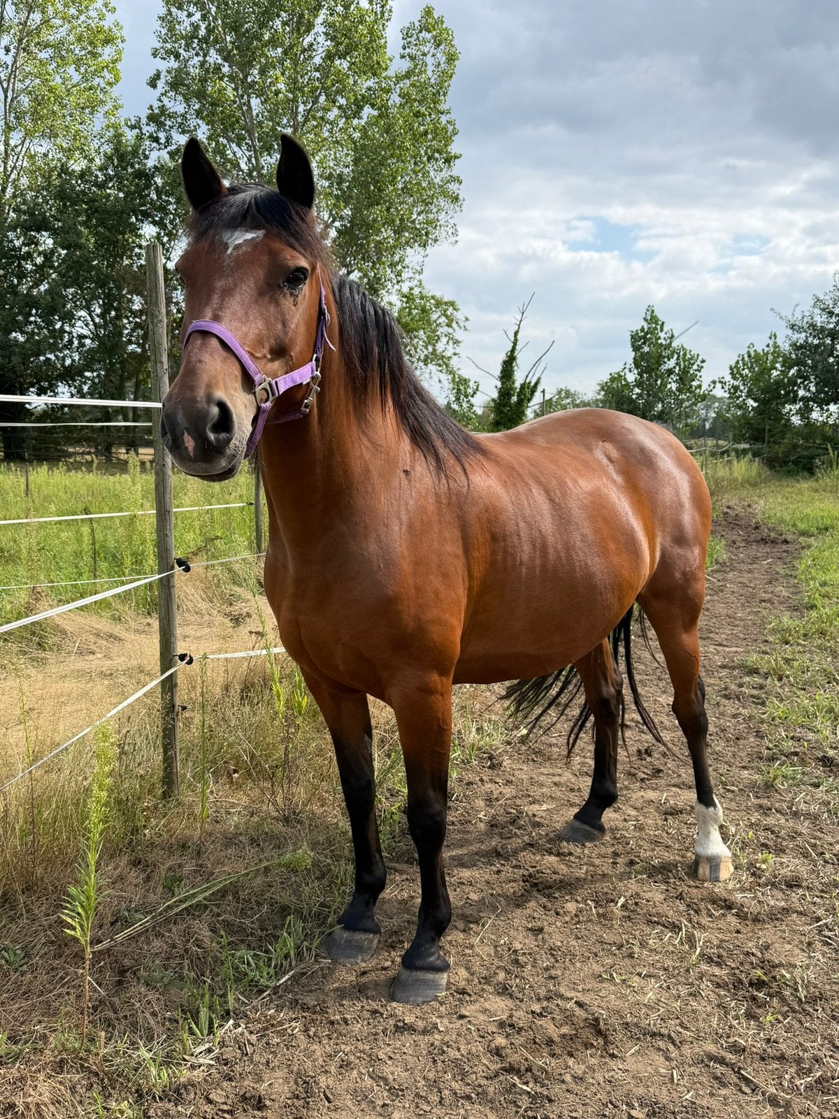 Dit paard niet overnemen!, Avec puce électronique, 11 ans ou plus, Hongre, Débourré