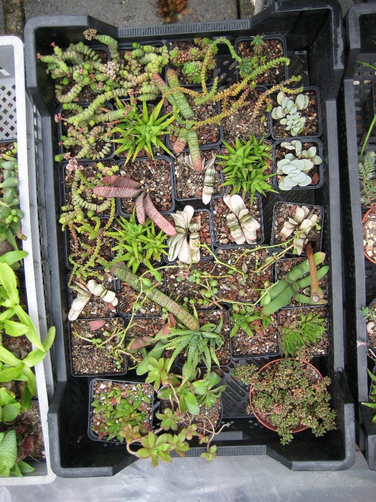 Vetplanten - Succulenten, Vetplant, Ophalen of Verzenden, In pot, Minder dan 100 cm