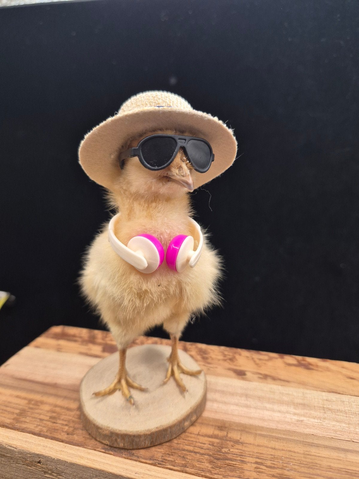 Grappig/ongebruikelijk taxidermie chick - DJ- en vakantiesti, Ophalen of Verzenden