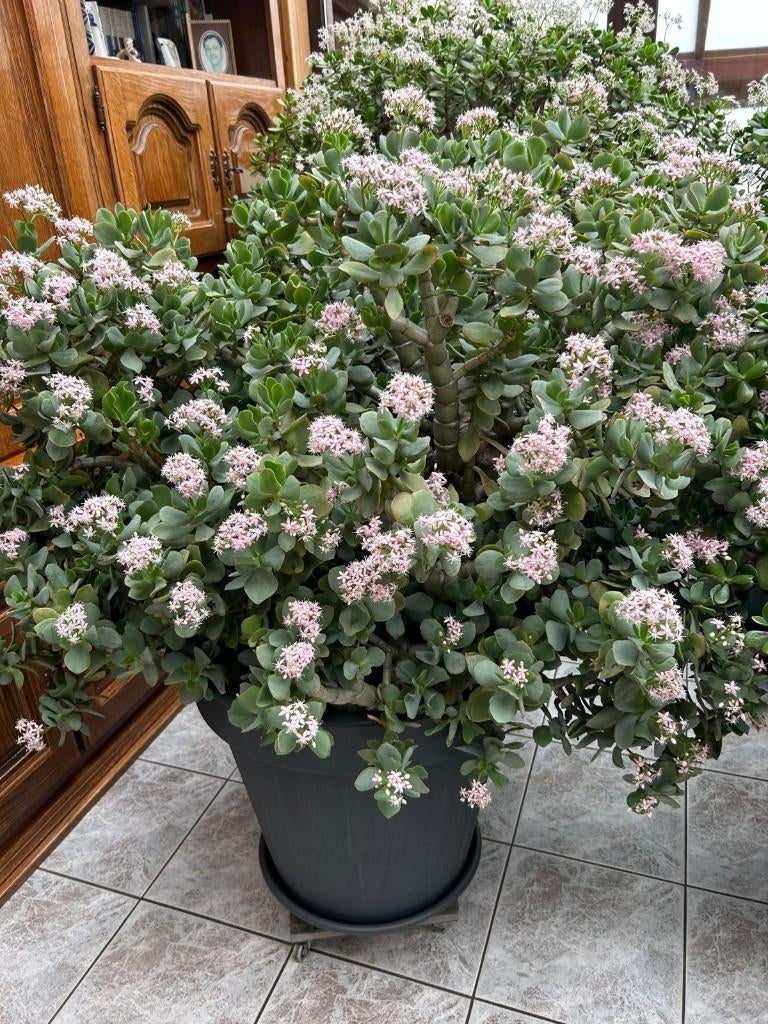 Crassula ovata, Autres espèces, En pot, Plante à fleurs, Enlèvement