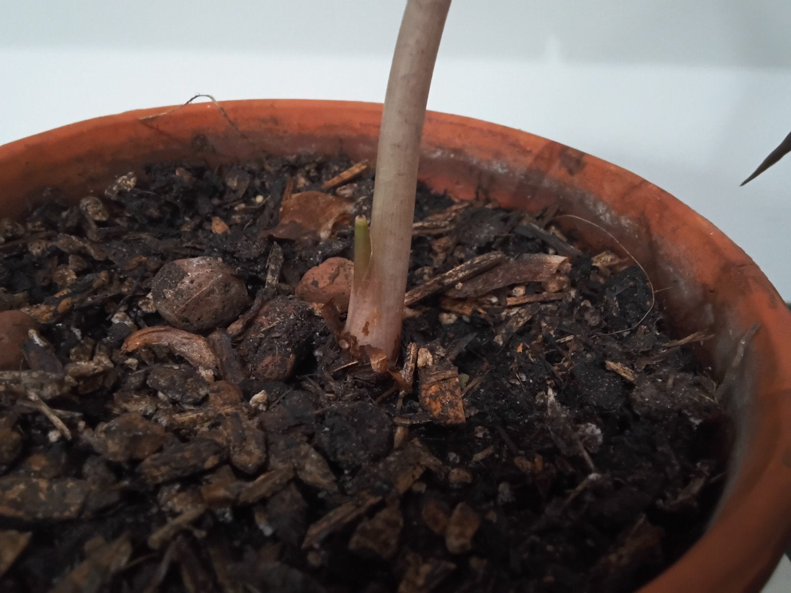 Alocasia Polly - Jeune plante en pot, En pot, Enlèvement ou Envoi, Moins de 100 cm, Plante verte