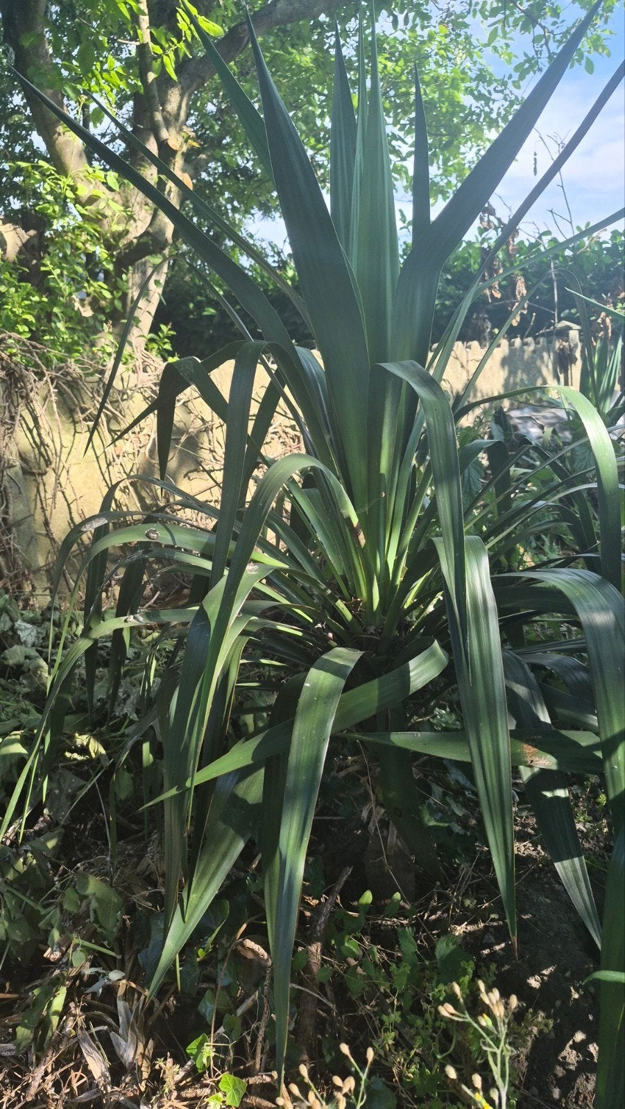 Yucca 3, Jardin & Terrasse, Plantes | Jardin, Enlèvement