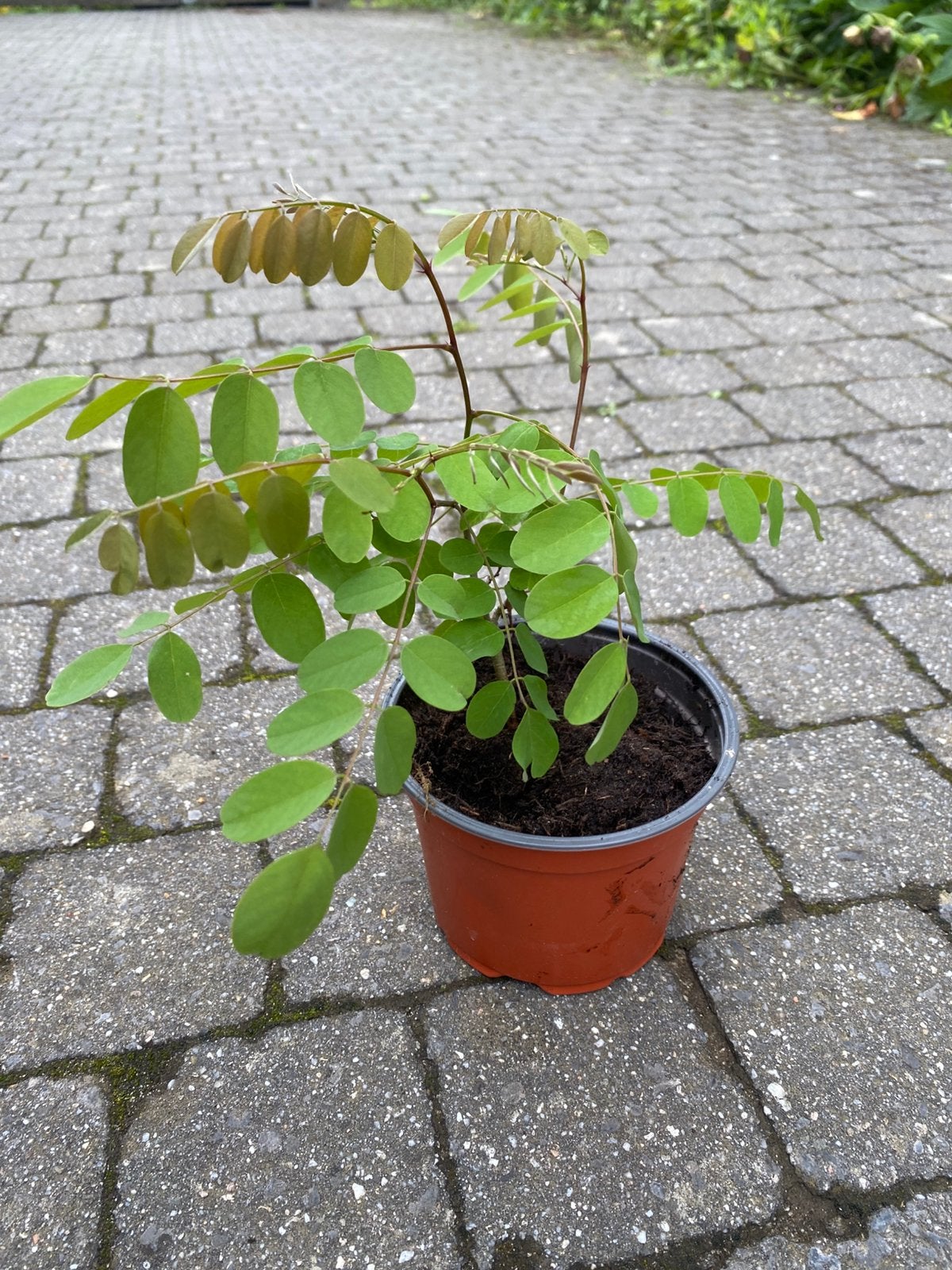 Jonge Robinia, Tuin en Terras, Ophalen, Lente, In pot, Minder dan 100 cm
