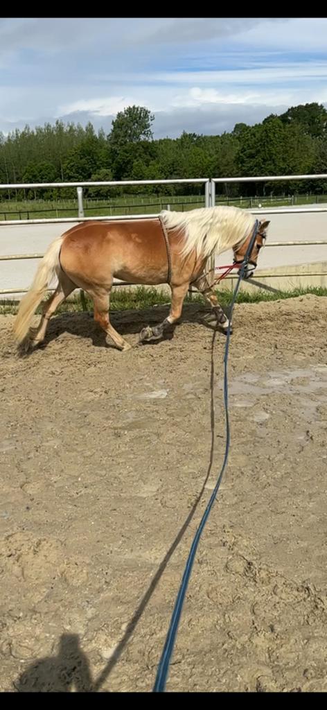 Heel knappe sportieve 4 jarige haflinger merrie, Dieren en Toebehoren, Paarden, Merrie