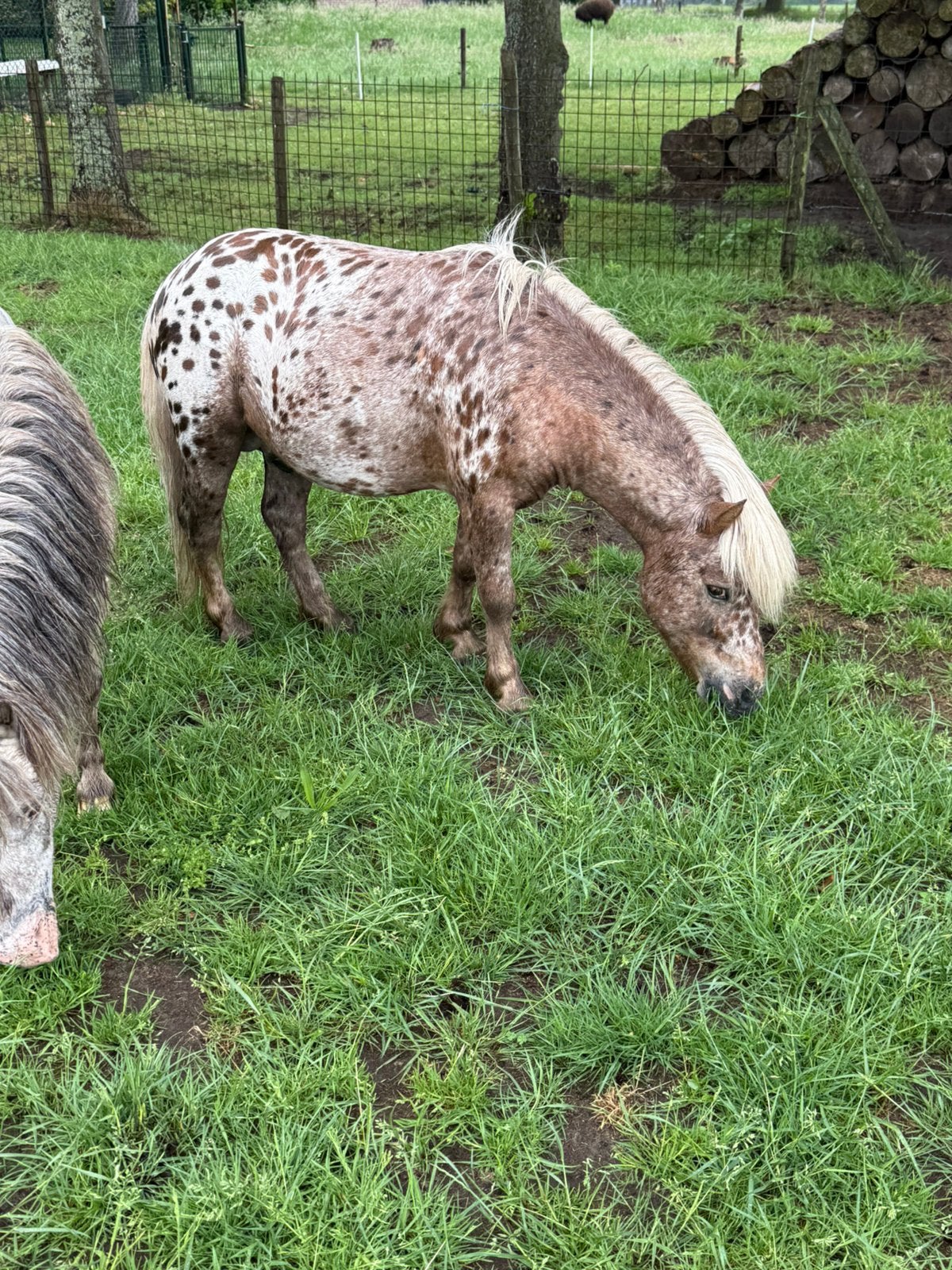 Bel étalon Shetlander appaloosa et sociable, Étalon, Ne s'applique pas, Vermifugé, 3 à 6 ans