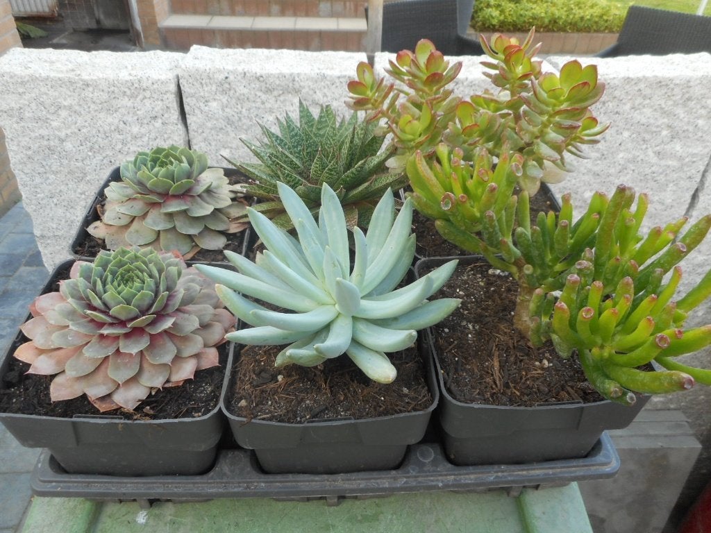 Plantes, Jardin & Terrasse, Enlèvement ou Envoi, Plante fixe, Autres espèces, Mi-ombre