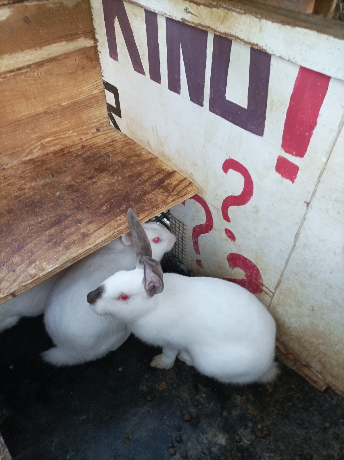 vleeskonijnen, Dieren en Toebehoren