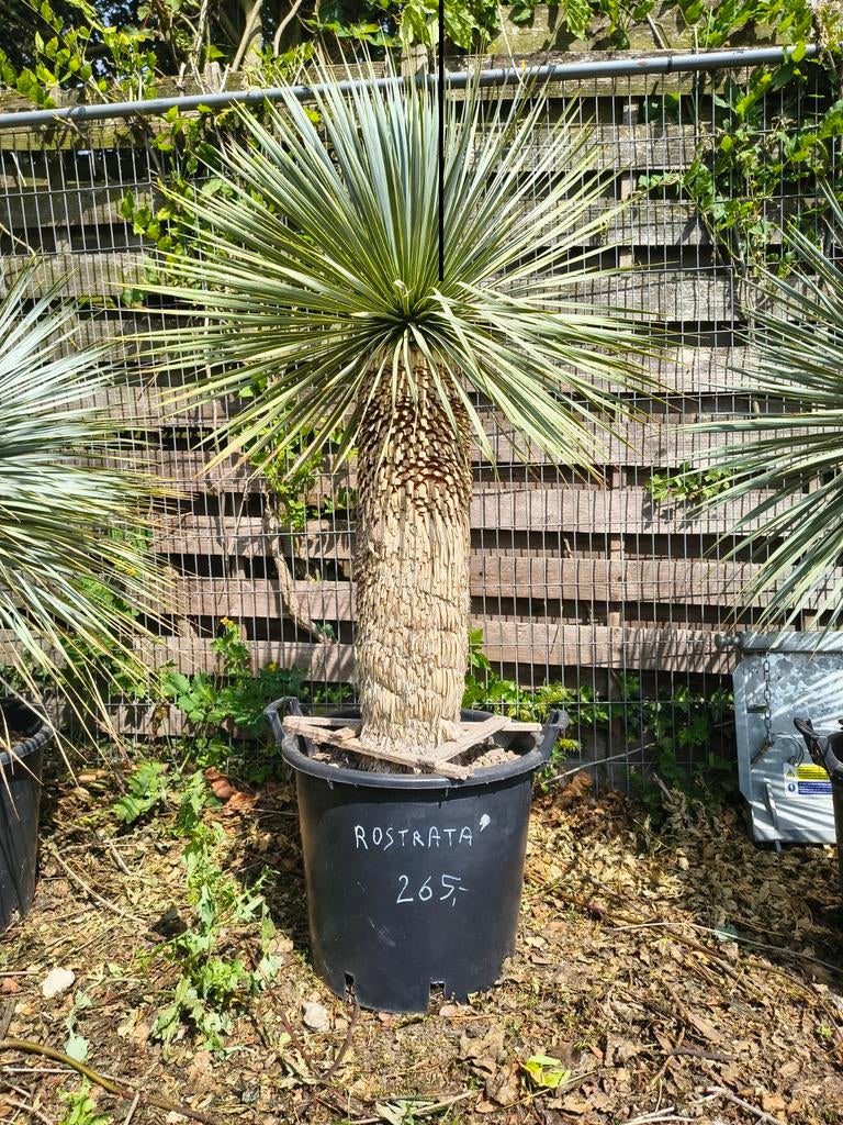 Palmboom Yucca Rostrata Stam hoogte 70 cm Intermassa BV, Ophalen, Zomer, Palmboom