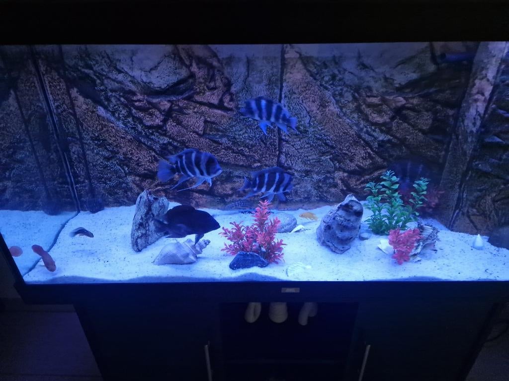 Juwel Aquarium  enkele vissen, Ophalen, Pomp, Juwel