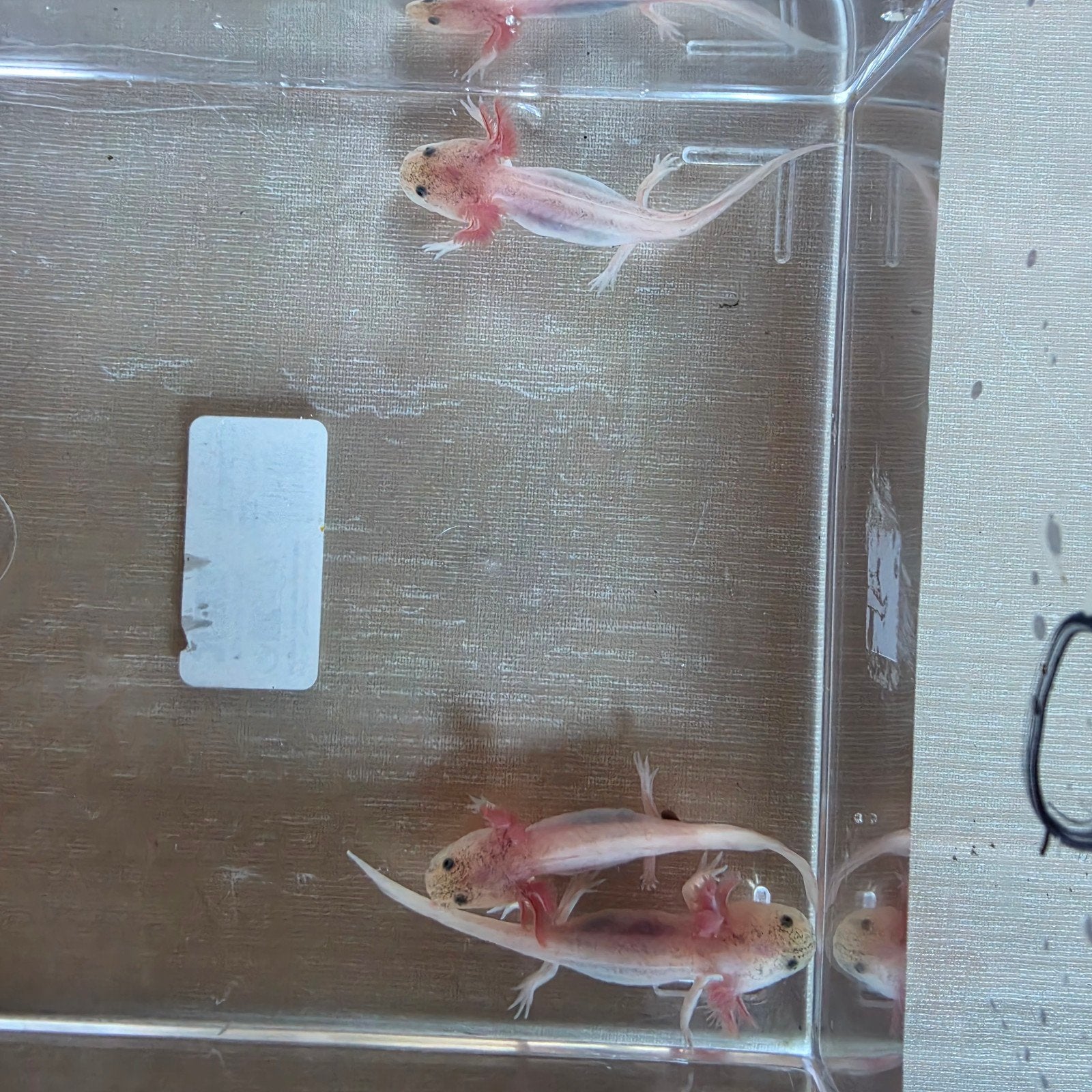dirty leucistic axolotls, Dieren en Toebehoren