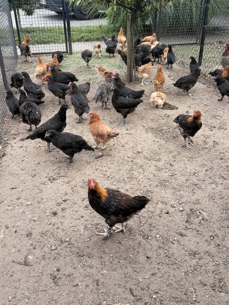 Marans kippen, Femelle, Poule ou poulet