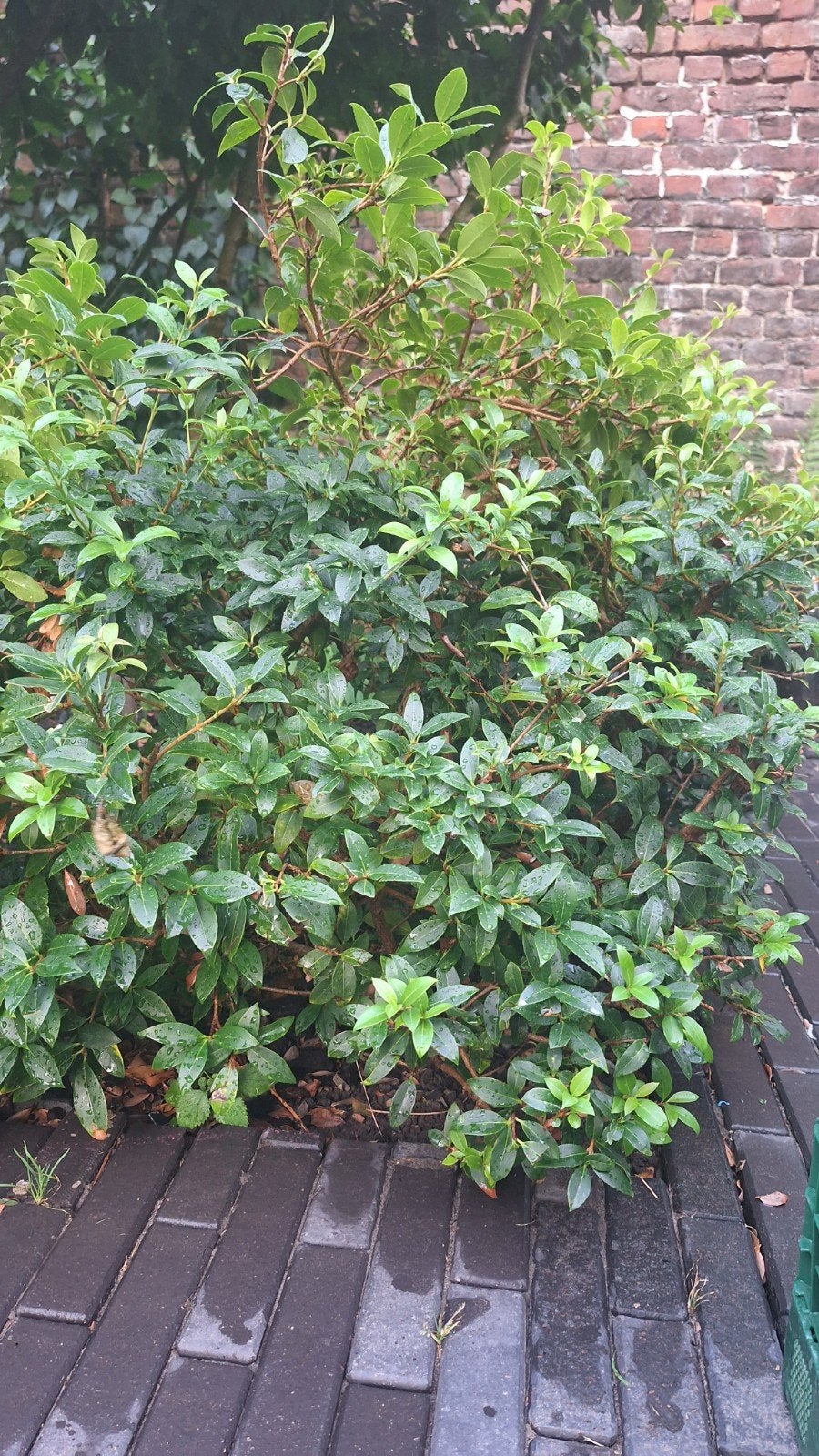 25 Osmanthus burkwoodii struiken (70–80 cm), Tuin en Terras, Ophalen, Haag