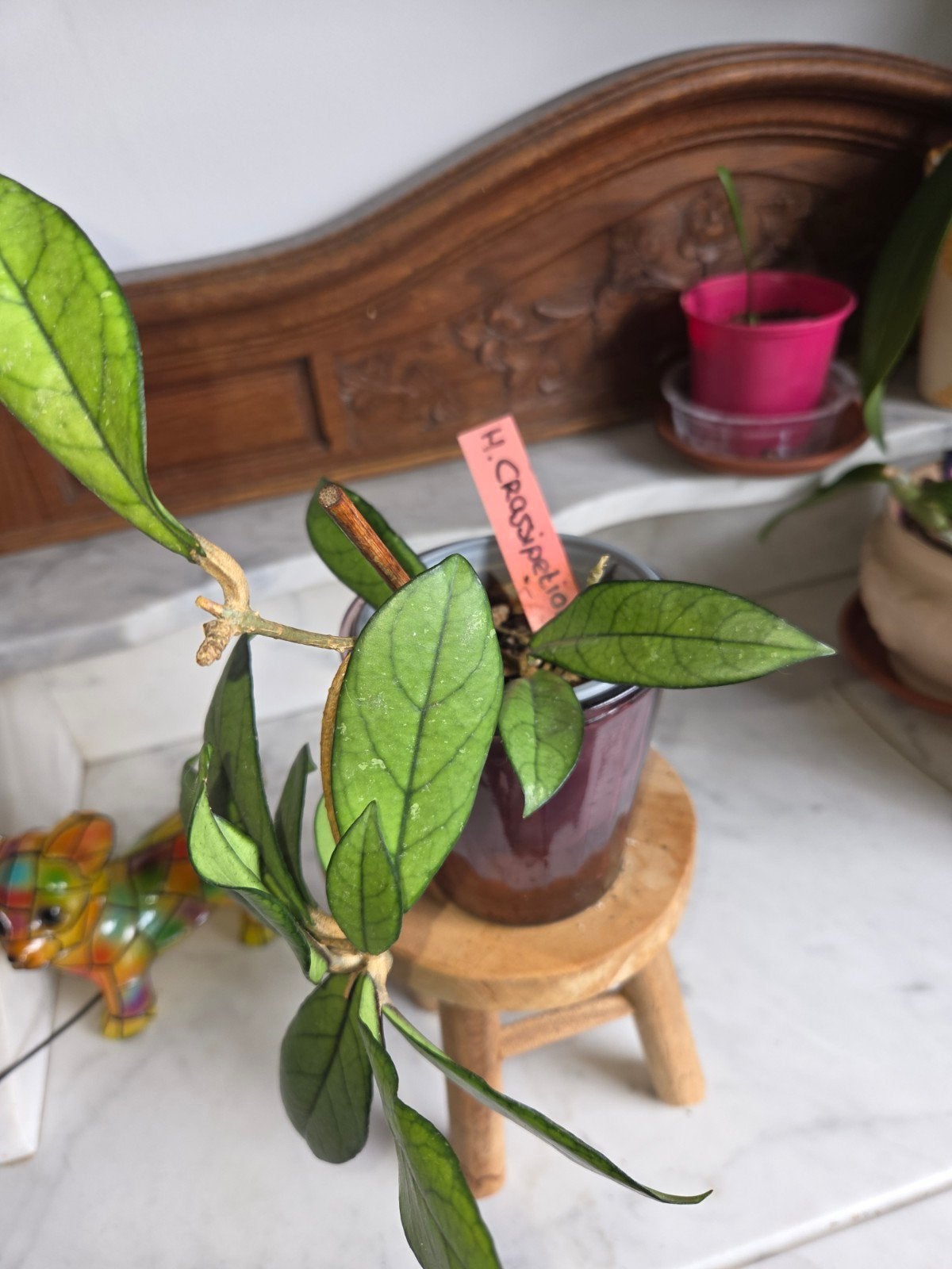 hoya crassipetiolata, Maison & Meubles, Envoi