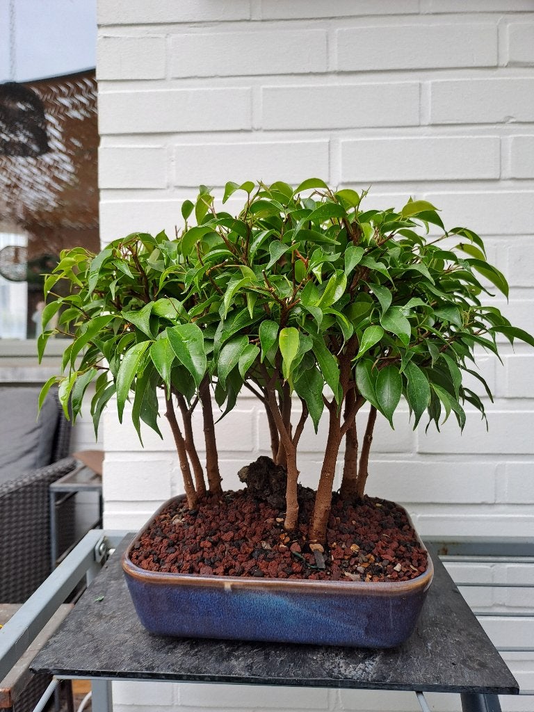 Bonsai van ficus, Tuin en Terras, Planten | Bomen, Bloeit niet, Halfschaduw, Overige soorten, Minder dan 100 cm