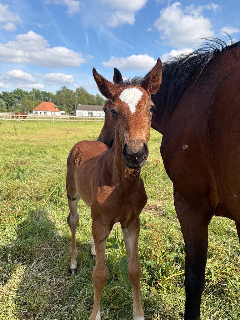 Heel lief veulen te koop, Dieren en Toebehoren, Merrie, Springpaard, Minder dan 160 cm, 0 tot 2 jaar