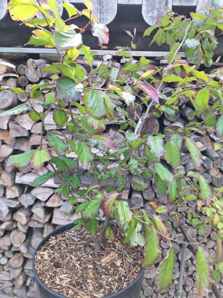 parrotia persica, Tuin en Terras, Ophalen, Overige soorten, Struik, Minder dan 100 cm