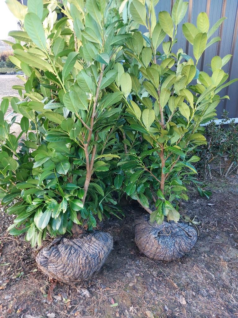 Laurier cerisier/feuille de laurier : plante de haie, Enlèvement, Laurier, Haie, 100 à 250 cm