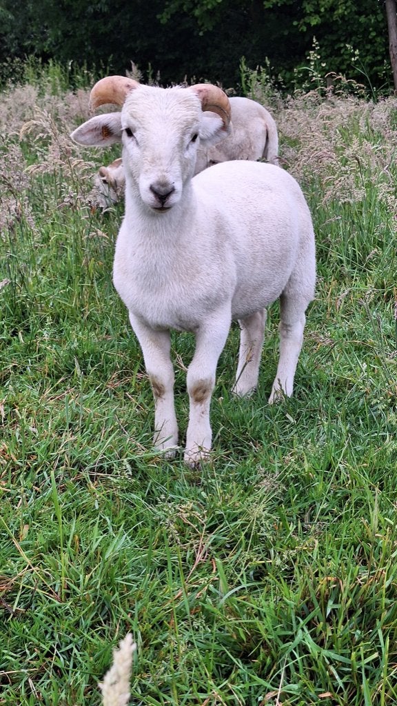Wiltshire Horn Ramlam, Animaux & Accessoires, Moutons, Chèvres & Cochons, Mâle, Mouton, 0 à 2 ans