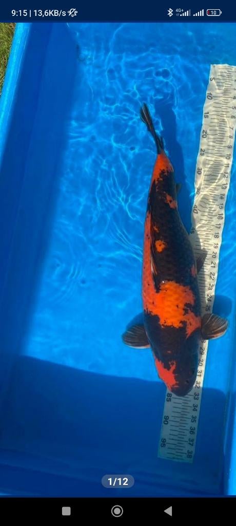 koi, Dieren en Toebehoren, Vissen | Vijvervissen, Karper of Koi