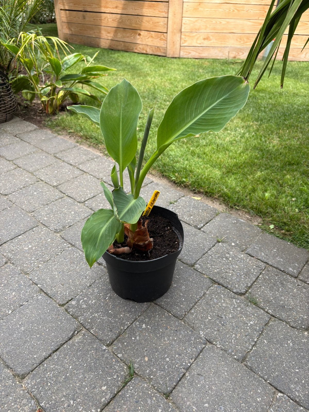 Banaan gouden lotus, Tuin en Terras, Planten | Tuinplanten, Ophalen
