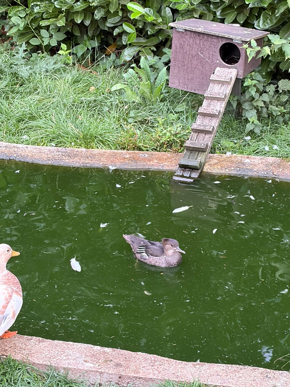 Kuifzaagbek, Dieren en Toebehoren, Pluimvee, Vrouwelijk, Eend