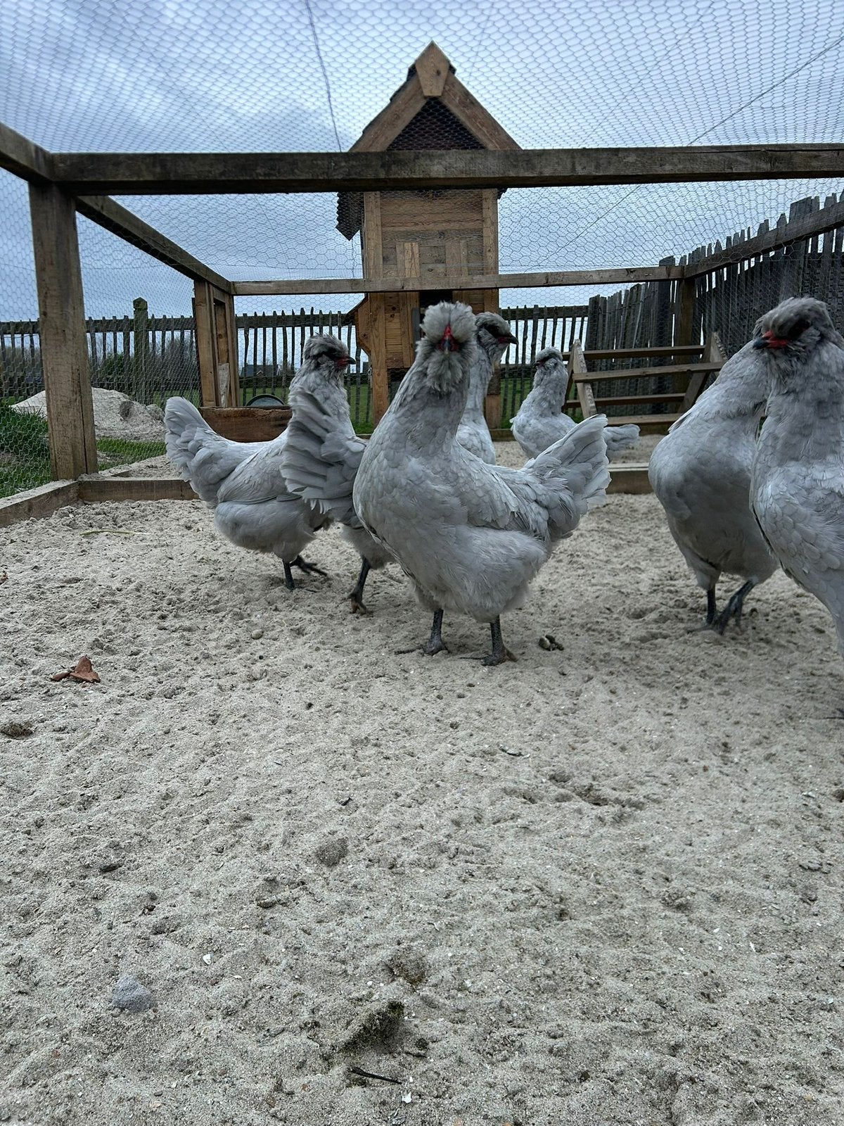 Des poussins à la lavande et aux araucanas !, Sexe inconnu, Poule ou poulet