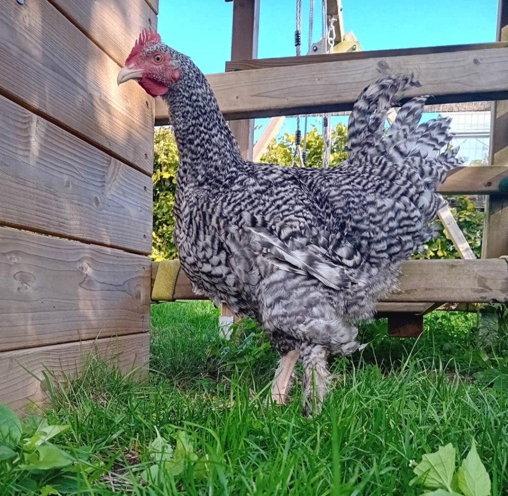 mechelse koekoek haan/hanen te koop, Dieren en Toebehoren, Mannelijk, Kip