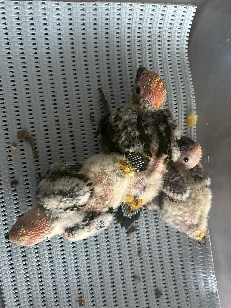 ❤️❤️3 bébés conures de soleil de 3,5 semaines, Sexe inconnu, Perruche, Domestique