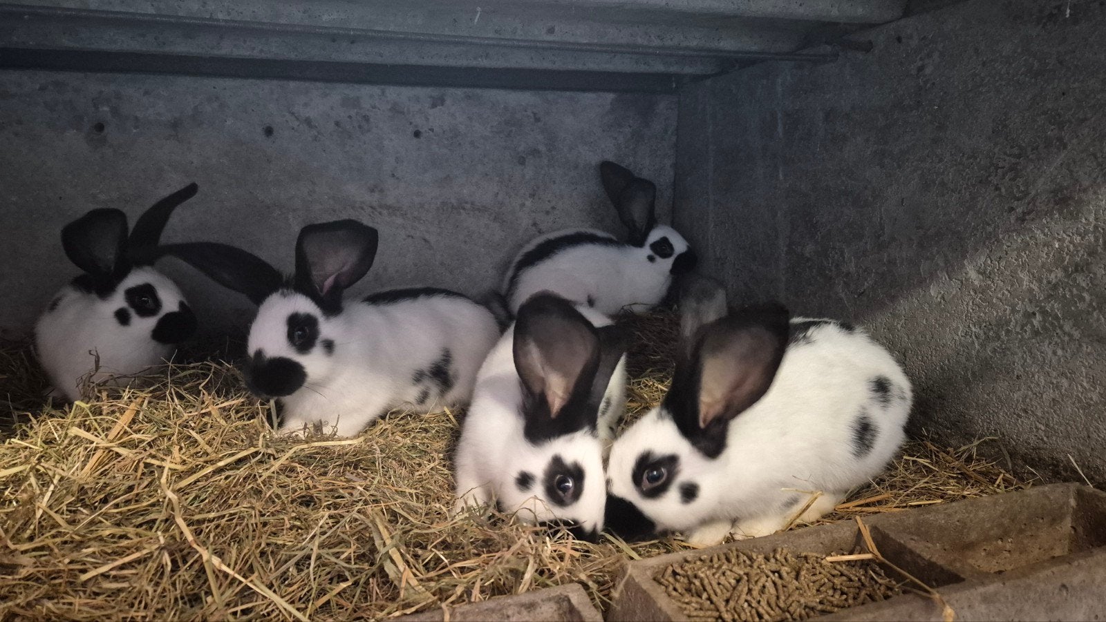 Jonge reuzevlinder, Dieren en Toebehoren, Konijnen, Groot