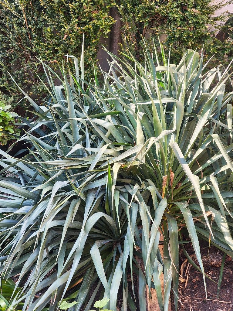 Yucca gloriosa, Autres espèces, Printemps, Plein soleil, Enlèvement