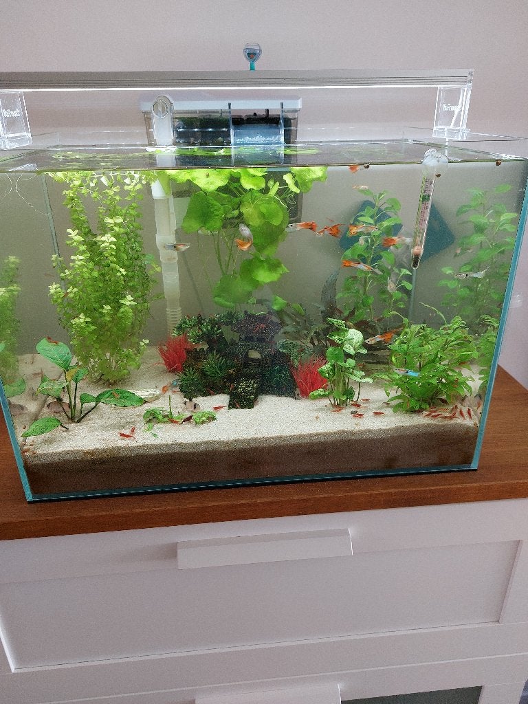 Aquarium 60L, Ophalen, Gebruikt, Inclusief toebehoren, Gevuld zoetwateraquarium