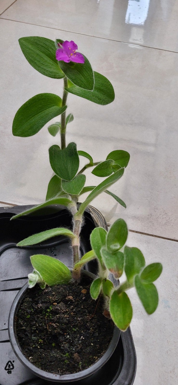 Tradescantia sillamontana, Huis en Inrichting, Ophalen