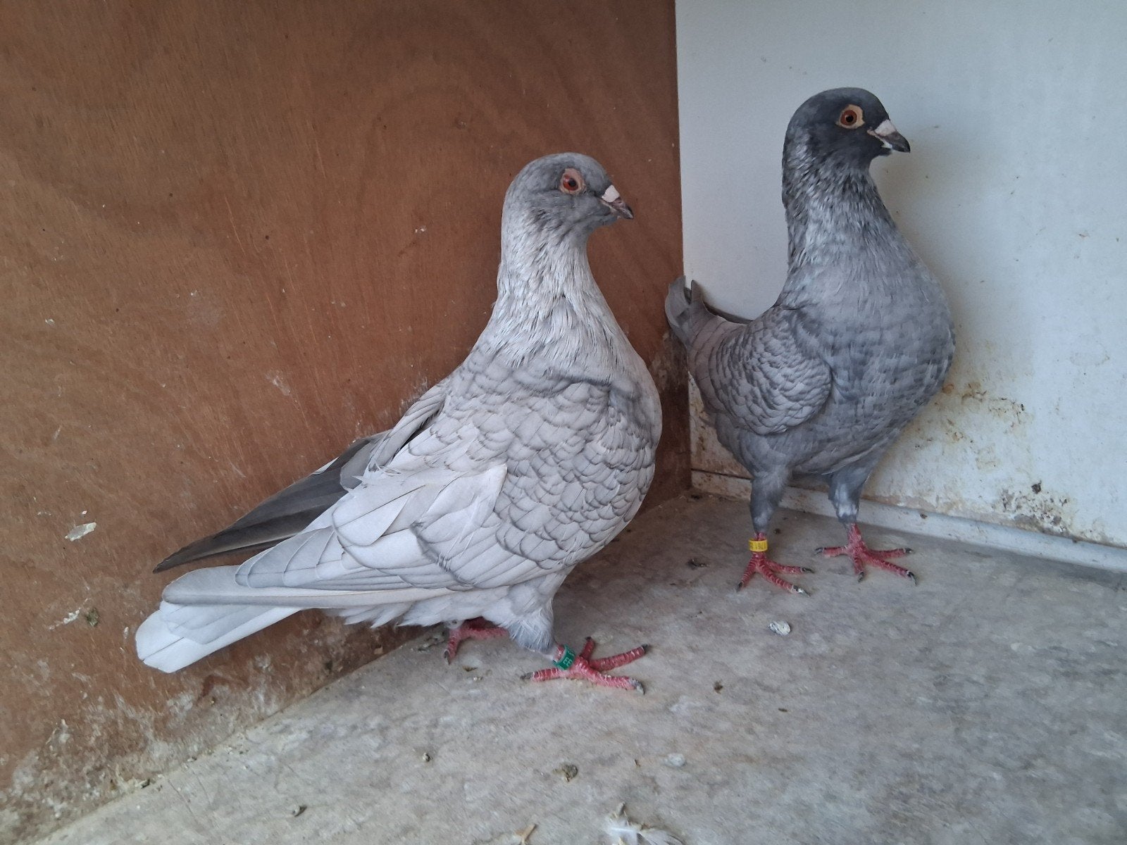 pigeon voyageur coloré, Animaux & Accessoires