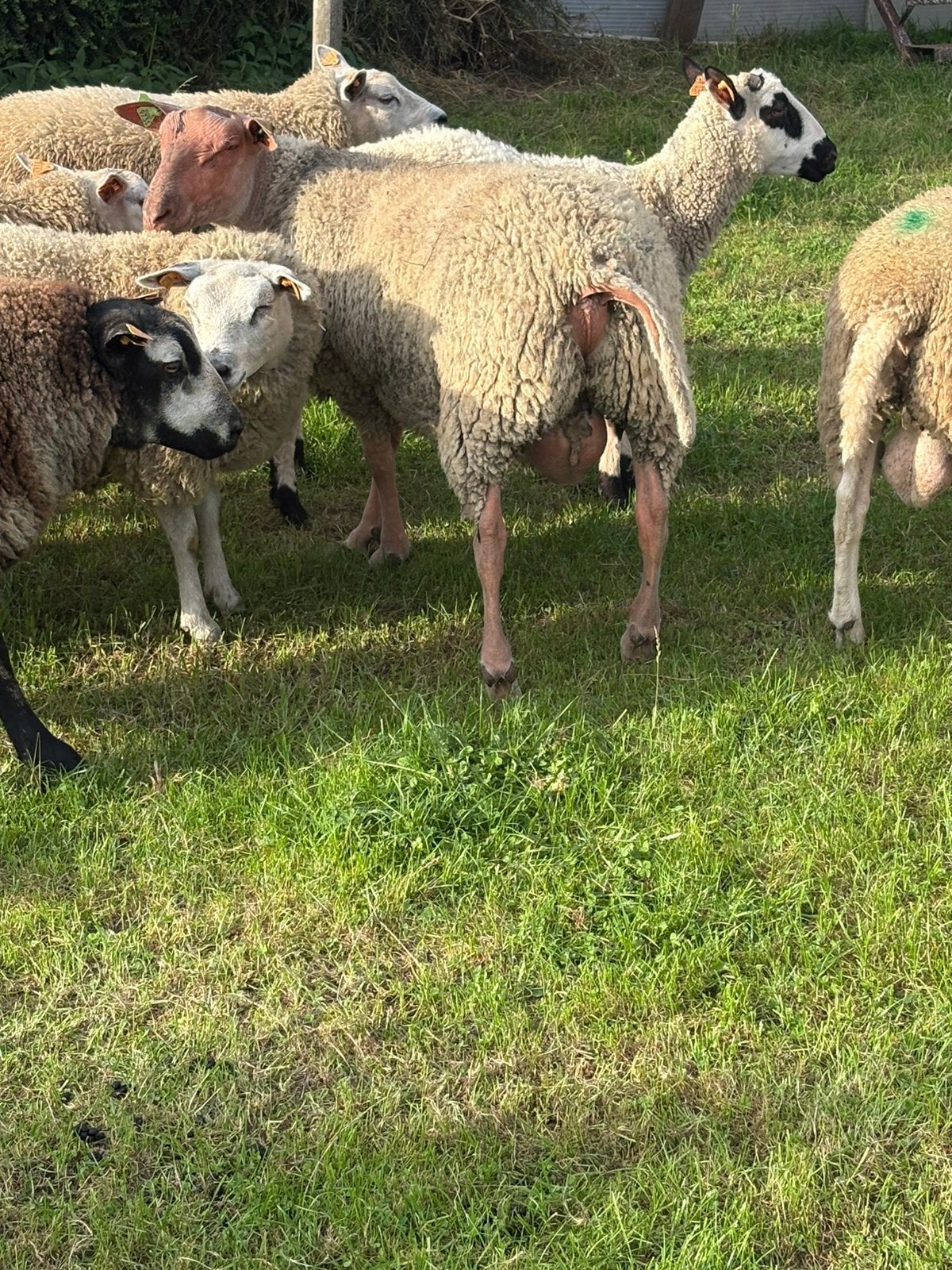 Rammen en ooien
