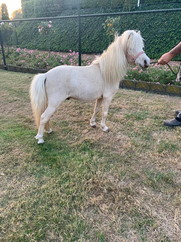 Goedgekeurde dekhengst cremmello met 2 blauwe ogen