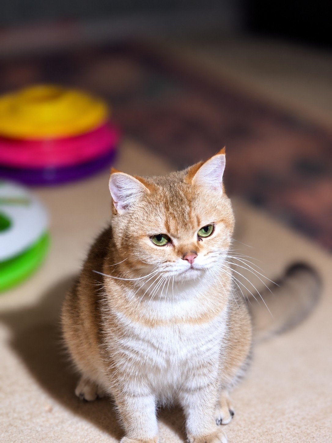 brits korthaar, Chatte ou Chat, Avec puce électronique, 3 à 5 ans