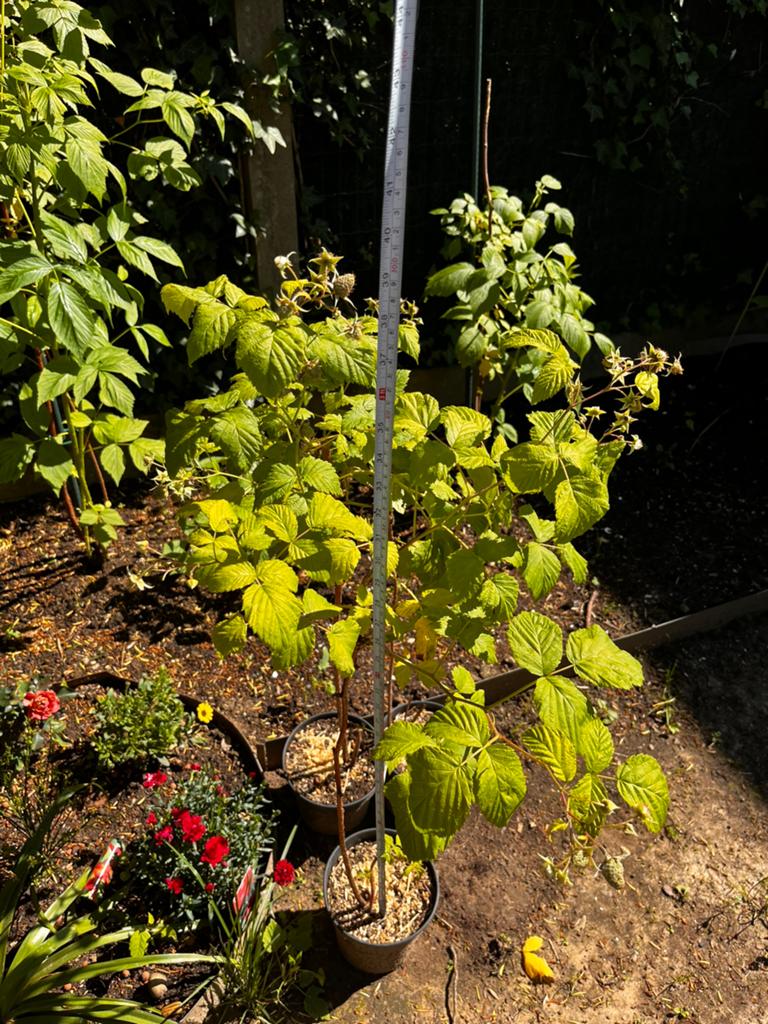 Grote frambozenplant in pot, Tuin en Terras, Planten | Tuinplanten, Vaste plant, Ophalen of Verzenden, Halfschaduw, Fruitplanten