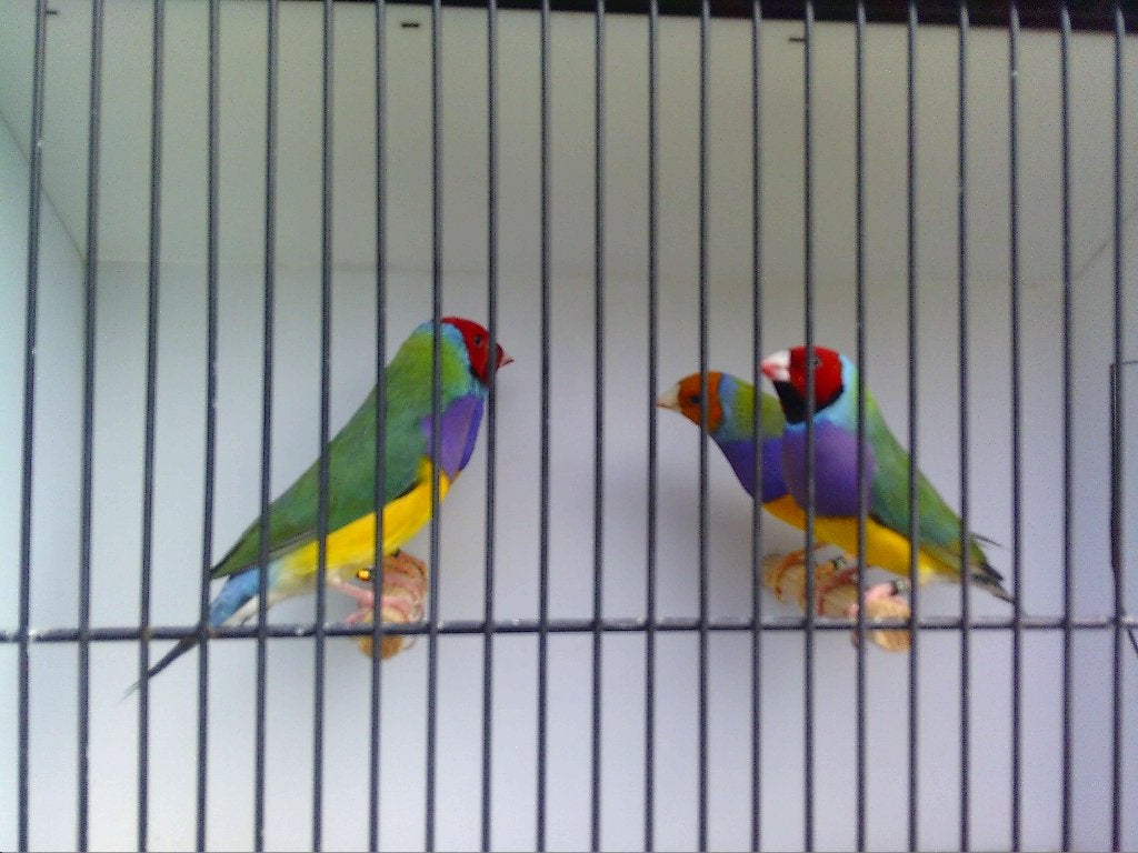 Goulds allen geringd 2026, Dieren en Toebehoren, Vogels | Overige Vogels, Tropenvogel, Geringd