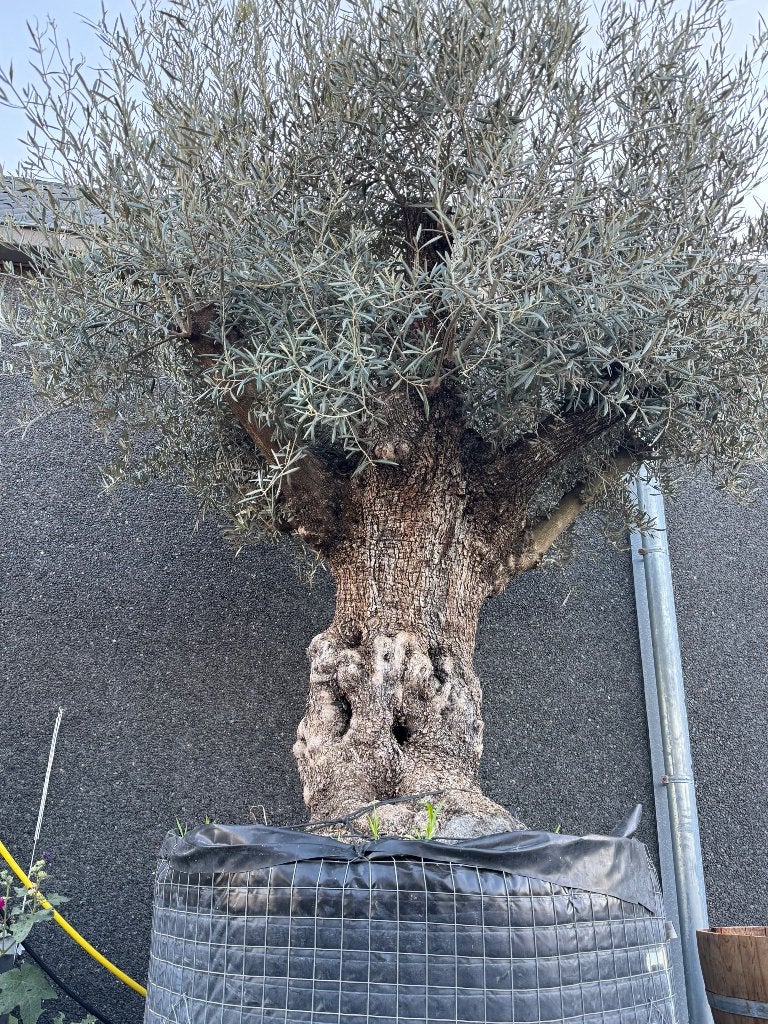 Olijfboom oldskin in draadkluit, Tuin en Terras, Planten | Bomen, Olijfboom, 250 tot 400 cm, Zomer, Ophalen
