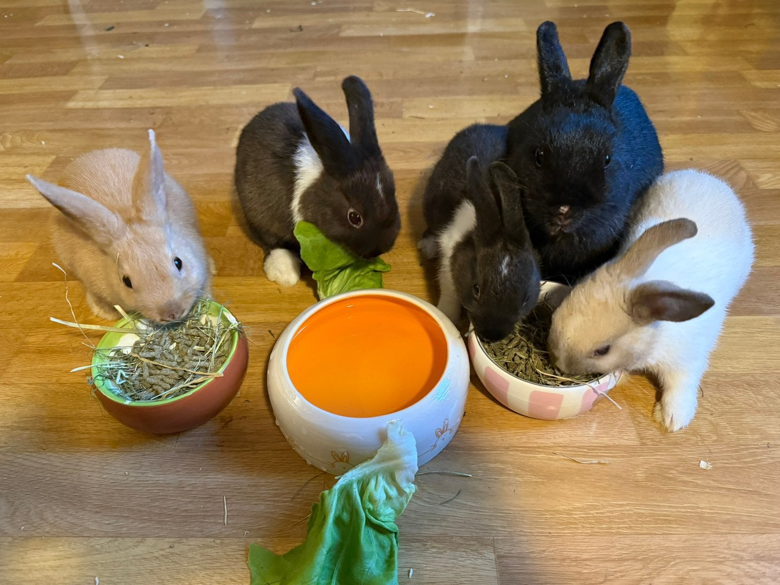 Nestje baby dwergkonijntjes 9 weken oud, Dieren en Toebehoren, Konijnen