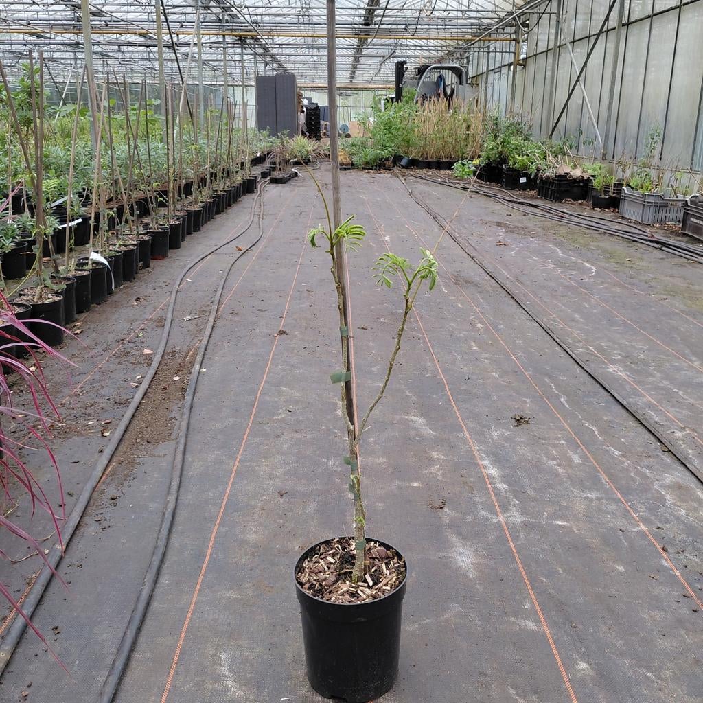 Albizia julibrissin | Perzische slaapboom | Verzending!, Tuin en Terras, Ophalen of Verzenden