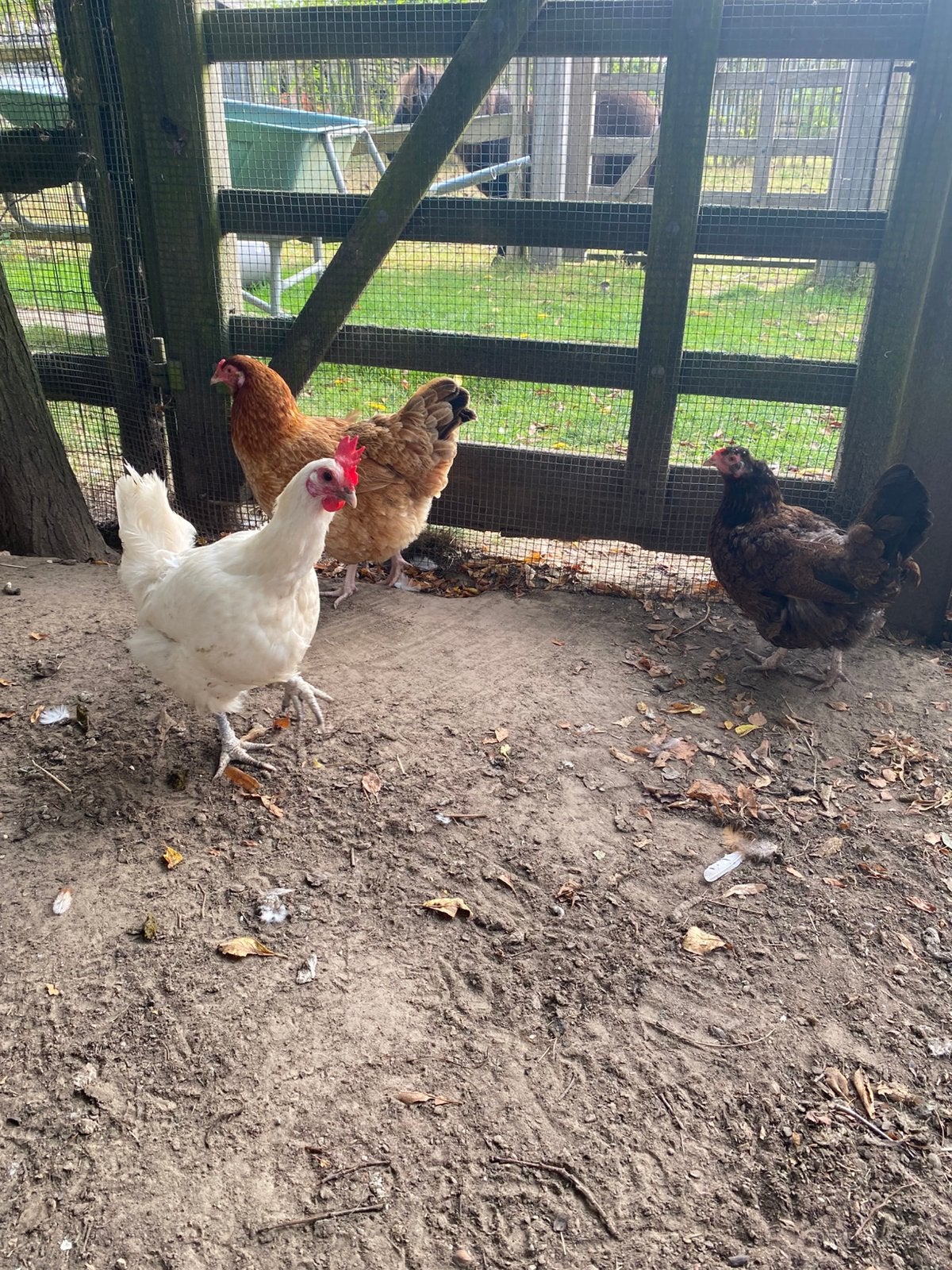 Kippentoom te koop, Dieren en Toebehoren, Meerdere dieren, Kip