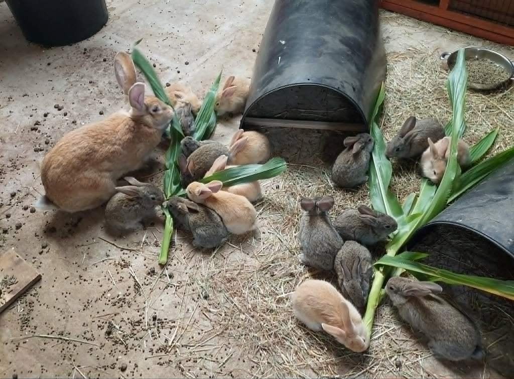 konijnentjes, Meerdere dieren, Groot, 0 tot 2 jaar